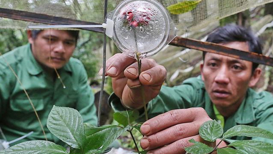 First ginseng market to make its debut in Vietnam this month